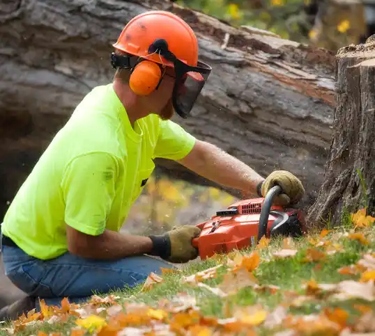 tree services Allegan